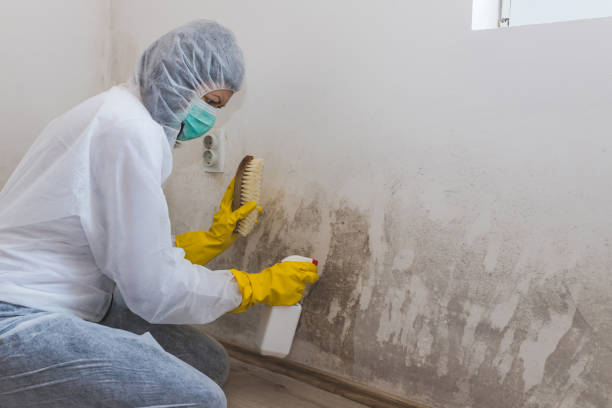 Best Attic Mold Remediation in Mountain House, CA