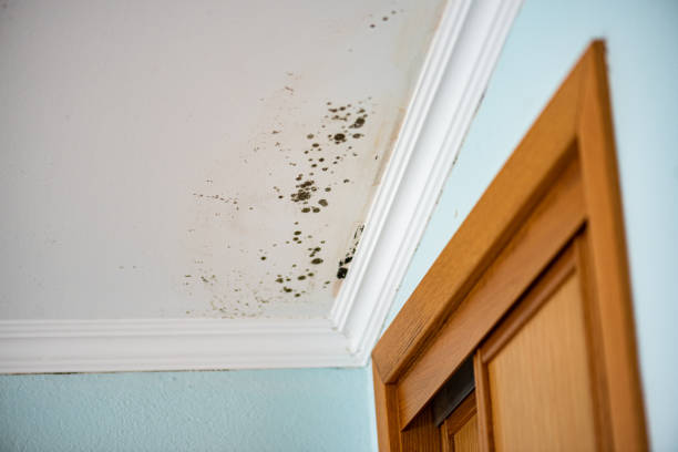 Best Mold Remediation for Specific Building Types in Mountain House, CA