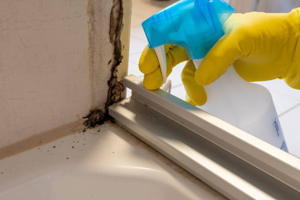 Best Health and Safety Mold Remediation in Mountain House, CA
