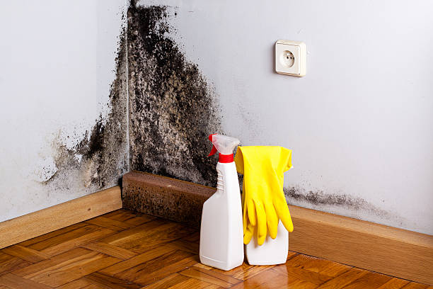 Best White Mold Remediation in Mountain House, CA