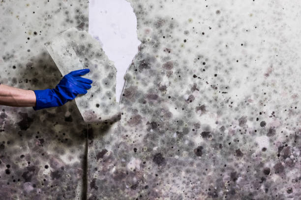 Best Post-Flood Mold Remediation in Mountain House, CA